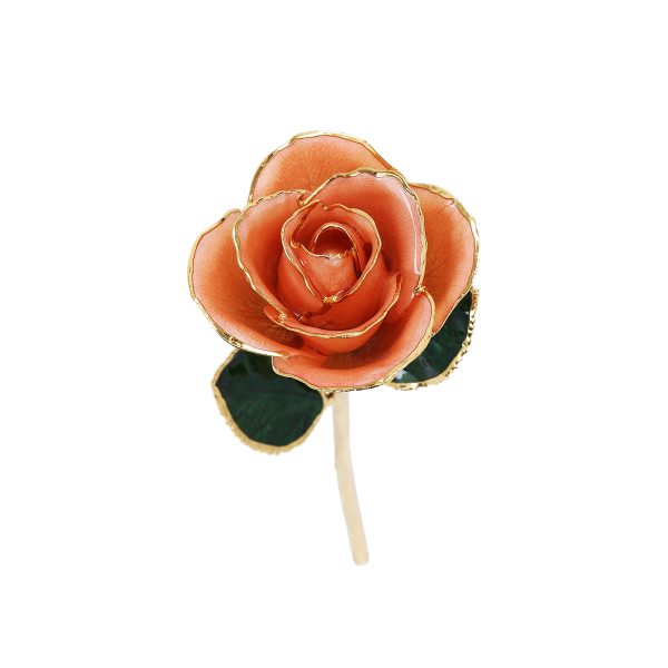 IMG_0404.jpg 24k Gold Dipped Rose